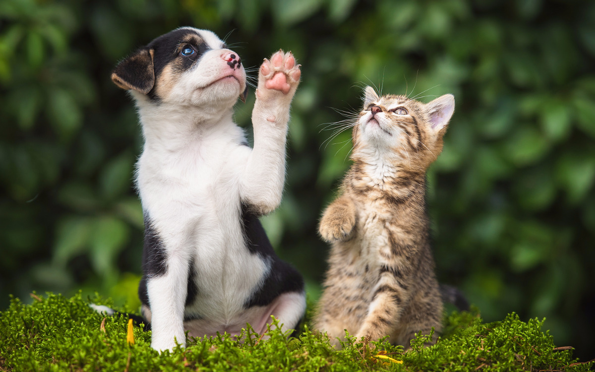 veterinaria-farmacia-treviso